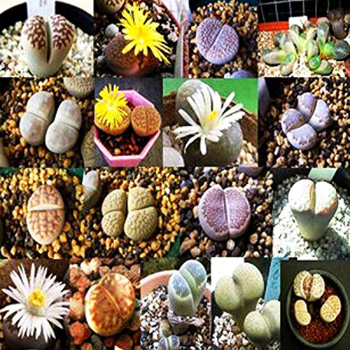 KOqwez33 Seeds Plant for Garden Decoration300Pcs Mixed Rare Succulents Perennial Plant Seeds Garden Balcony Bonsai Decor  300pcs Succulent Seeds