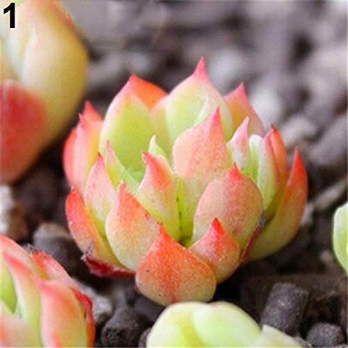 KOqwez33 Seeds Plant for Garden Decoration80pcs Rare Succulent Process Seeds Plants Mini Flower Garden Home Yard Office  1(60pcs）