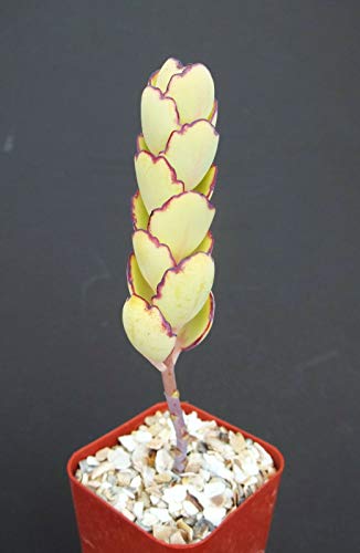 Kalanchoe Fedtschenkoi Compacta Exotic Rare Succulent Plant Cactus jocad (2 Pot Plant)
