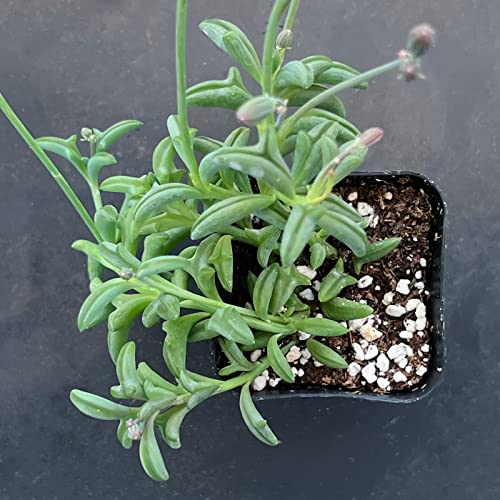 Live Mini Succulent Plant 2in String of Dolphins 1 Pack Rare Senecio peregrinus Fully Rooted in Pots with Soil Mix Real House Plant for Home Office Wedding Decoration DIY Projects Party Favor Gift