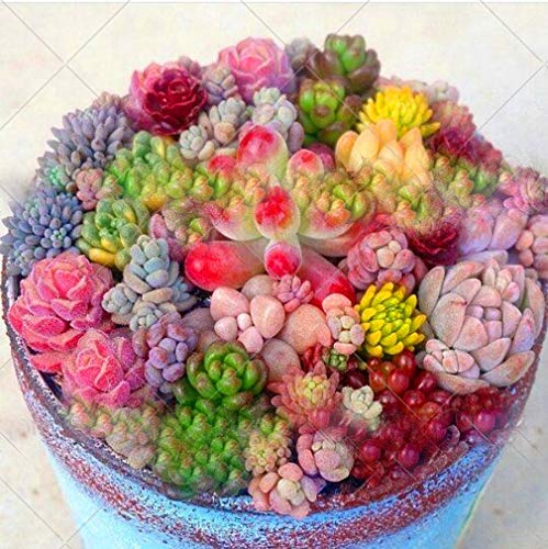 Mixed Colored 200pcsbag Rare Beauty Succulents Seeds Garden and Home Bonsai Easy to Grow Flower Plant Seeds