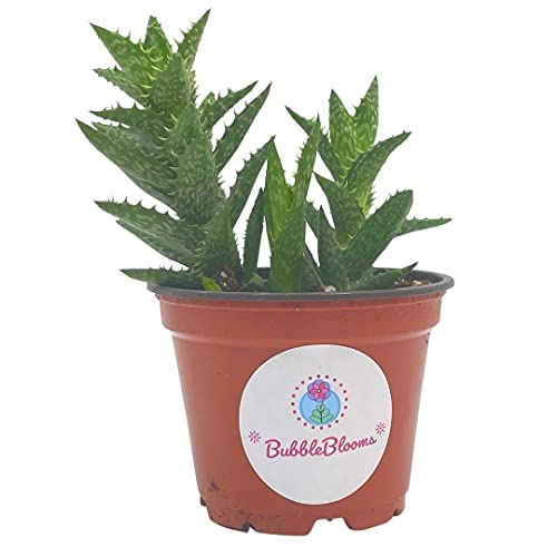 Tiger Tooth Aloe Aloe juvenna Brandham Dwarf Aloe TigerTooth Aloe Rare Succulent Plant Live in 4 inch Pot Well Rooted Healthy Starter
