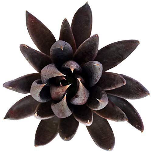 Echeveria Black Knight 4  Healthy Succulent Echeveria Live Easy Care Indoor House Plant Fully Rooted in 246 inch Sizes