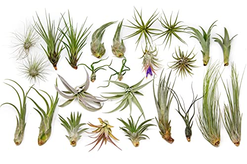 Grab Bag Pack Small  Medium Air Plants  Fertilizer Packet  Wholesale  Bulk  Live Tillandsia  Easy Care House Plant  Succulents (Pack of 25)