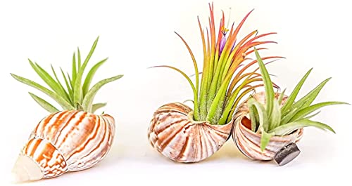 Handmade Seashell Magnets with Ionantha Air Plants  Live Tillandsia Succulent House Plants  Available in Wholesale and Bulk  Home and Garden Decor  Easy Care Indoor and Outdoor Plants (Pack of 3)