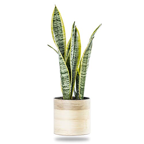 5 Snake Plant  Live Indoor House Plant in EcoFriendly Pot  Variegated Sansevieria Plant or Mother in Law Tongue Fresh Potted Succulent Plant  I Love Tropicals (Bamboo Pot)