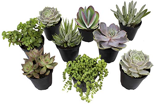 Altman Plants Beloved Succulent Plants Collection (9 Pack) 35 Potted Succulents Plants Live House Plants Cactus Plants Live Indoor Plants Live Houseplants in Pots with Cacti and Succulent Soil