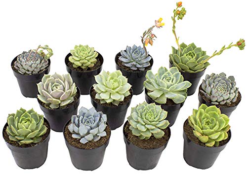 Altman Plants Echeveria Succulents Live Plants (12 Pack) Assorted 25 Potted Succulents Plants Live House Plants in Cacti and Succulent Soil Wedding Party Favors Cactus Plants Live Indoor Plants