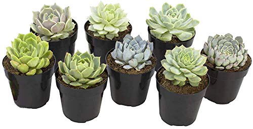 Altman Plants Echeveria Succulents Live Plants (8 Pack) Assorted 25 Potted Succulents Plants Live House Plants in Cacti and Succulent Soil Wedding Party Favors Cactus Plants Live Indoor Plants