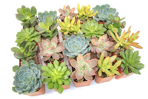 Altman Plants Live Succulent Plants (20 Pack) Assorted Potted Succulents Plants Live House Plants in Cacti and Succulent Soil Mix Cactus Plants Live Indoor Plants Live Houseplants in Planter Pots