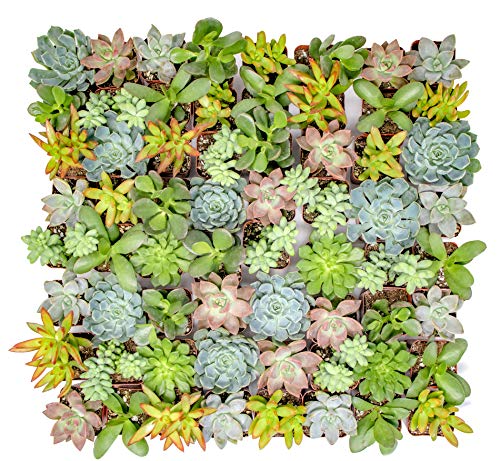 Altman Plants  Live Succulent Plants (64 Pack) Assorted Potted Succulents Plants Live House Plants in Cacti and Succulent Soil Mix  Cactus Plants Live Indoor Plants Live Houseplants in Planter Pots