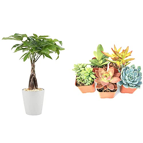 Costa Farms Money Tree Pachira Medium Ships in Premium Ceramic Planter 16Inches Tall  Succulent Plants (5 Pack) Assorted Potted Succulents Plants Live House Plants