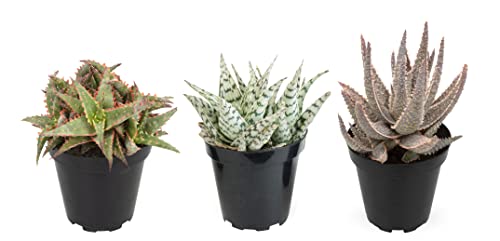 Live Aloe Plant Succulents (3 Pack) Succulents Plants Live in Potting Soil Potted Succulents Live Plants Star Aloe Plants Live in Cacti Pots Cactus Plants Live Succulent Plants by Plants for Pets