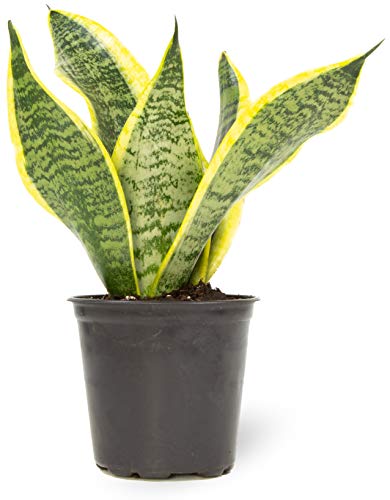 Live Snake Plant Sansevieria trifasciata Superba Fully Rooted Indoor House Plant in Pot Mother in Law Tongue Sansevieria Plant Potted Succulent Plant Houseplant in Potting Soil by Plants for Pets