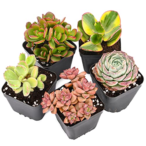 Live Succulent Plants 5 Pack Assorted Real Succulents Potted in 2 Starter Planter with Soil Mix Rare Small Indoor House Plants for Home Garden Outdoor Wedding Decor Party Favor Women Girls DIY Gift