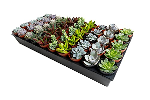 Mini Succulents Live Assorted Plants 2Inch Potted in Plastic 25Pack