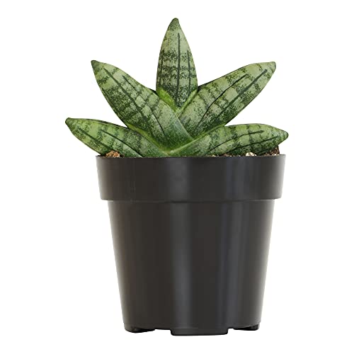Sansevieria Cylindrica Boncel Dwarf Snake Plant Indoor Succulents Live Indoor Plants for Sansevieria Plant Stand Snake Plant Pot or Ceramic Planter DIY Home Décor Potted Plants by Plants for Pets
