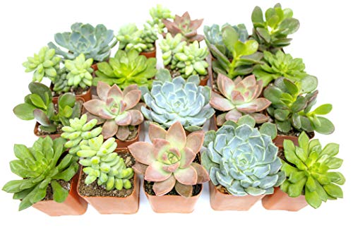 Succulent Plants (20 Pack) Fully Rooted in Planter Pots with Soil Real Potted Succulents Plants Live Houseplants Unique Indoor Cacti Mix Cactus Decor by Plants for Pets