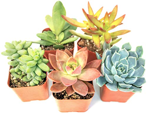 Succulent Plants (5 Pack) Assorted Potted Succulents Plants Live House Plants in Cacti and Succulent Soil Mix Planter Pots Decor Cactus Plants Live Indoor Plants Live Houseplants by Plants for Pets