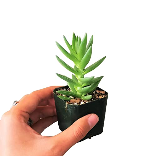 Crassula Capitella Red Pagoda  Shark Tooth Plant  Colorful Succulent Decoration (246 inch Plant) (2  Plastic Pot)