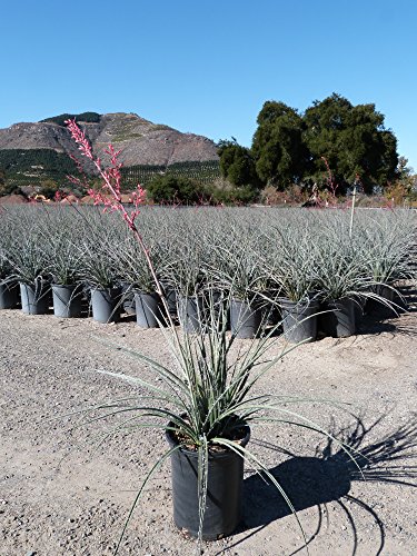 Red Yucca Aka Hesperaloe Parviflora Live Plant Succulent Fit 01 Gallon Pot
