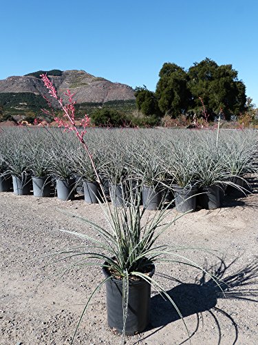 Red Yucca Aka Hesperaloe Parviflora Live Plant Succulent Fit 01 Gallon Pot