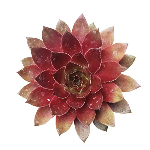 Sempervivum Red Lion 2 inch 