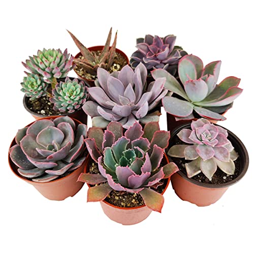 Valentine Succulent Pack 4  Gift Ideas for Valentine for Sale  Set of 246810 Red and Pink Succulents (8 Succulents)