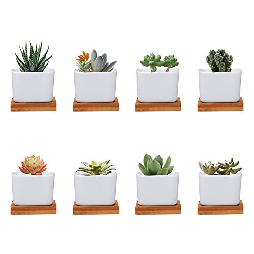 Brajttt Plant Pots Succulent Pots with Drinage Ceramic Flower Pots with Bamboo Tray Cactus Planters with Hole(8 Pack)…
