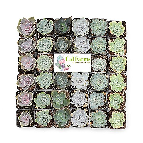 CAL Farms 2 Rosettes Succulents  for Weddings Private Parties Gifts Party Favors Gardening and Special Events (Pack of 36)
