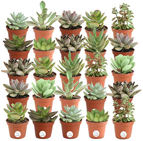 Costa Farms Mini Succulents Fully Rooted Live Indoor Plant 2in Grower Pot