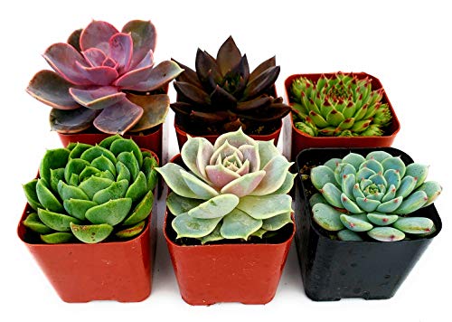 Fat Plants San Diego All Rosette Succulent Plants in 2 Inch Pots (6)
