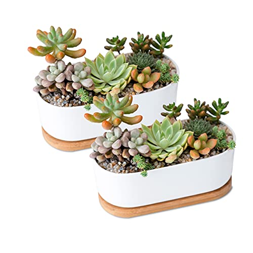 KAXYEW Small Succulent Pots Oval Shaped White Planter Pots with Bamboo Tray and Drainage Hole Cactus Plant Holder Ceramic Succulent Pots for Home Office Set of 2