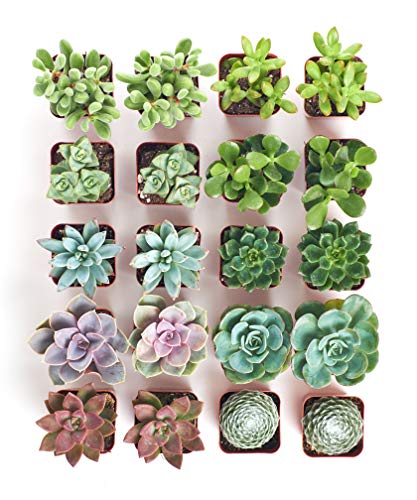 Leaf  Linen  Assorted Collection  Variety Set of Hand Selected Fully Rooted Live Indoor Succulent Plants 2 INCH 20Pack