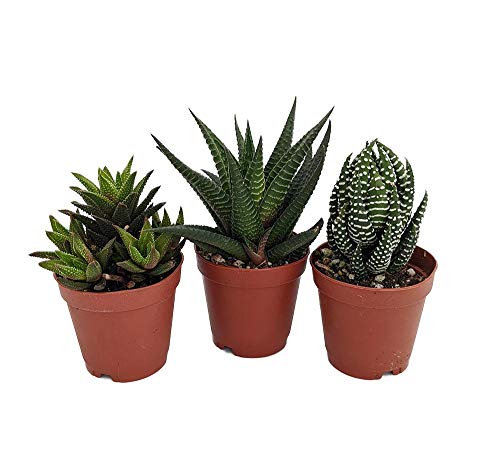 SUPER SALE  Haworthia Collection 3 Plants  Easy to growHard to kill  2 Pot