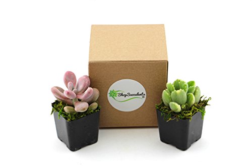 Shop Succulents  Mixed Collection  Assortment of Hand Selected Fully Rooted Live Indoor Succulent and Air Plants 2Pack