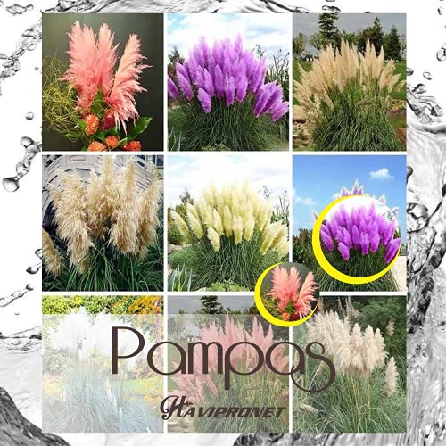 ALEXI Pampas SeEDS  Ornamental PampasGrass SeEDS for Planting Home Garden Outdoor (200)