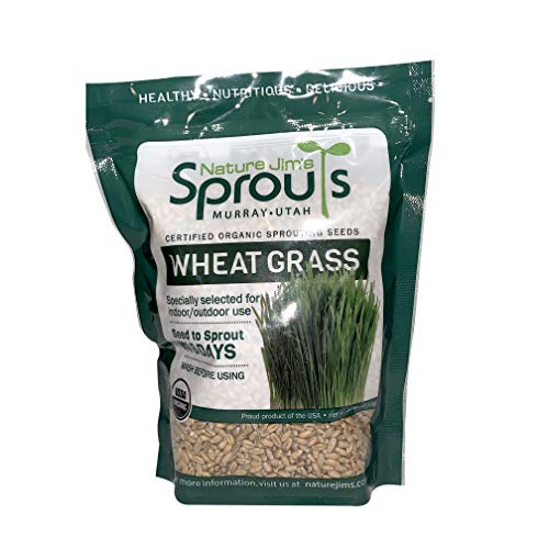 Nature Jims Sprouts Wheatgrass Seeds  100 Organic Wheat Grass Seed for Sprouting  Cat Grass Planter Seeds Rich in Vitamins Fiber and Minerals  NonGMO Healthy Wheatgrass Sprout Growing Seed
