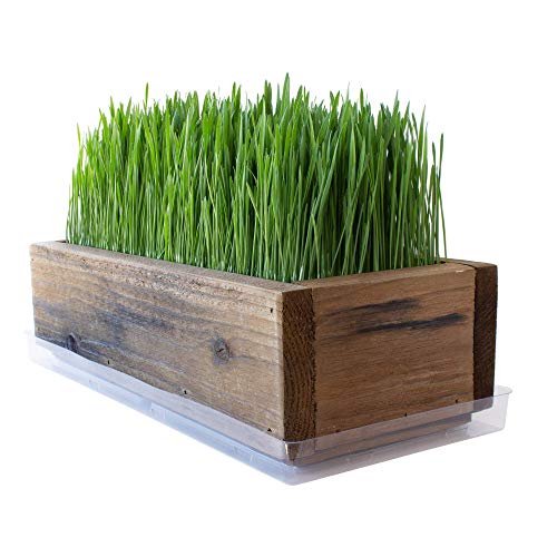 Reclaimed Barnwood Style Planter Wheatgrass Kit  Rich Brown  Grow Wheat Grass  for Pet  Dog  Cat Grass  Decorative  Ornamental  Juice  Organic Seeds