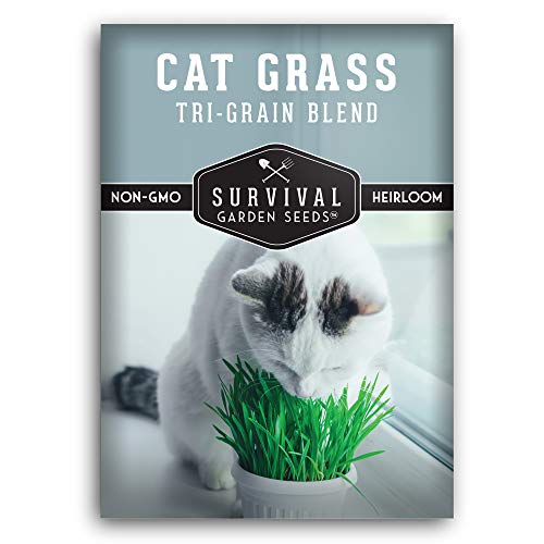 Survival Garden Seeds  Cat Grass Seed for Planting  Packet with Instructions to Plant and Grow Greens for Your Pet Indoors or Outdoors in a Container or Garden  NonGMO Heirloom Variety