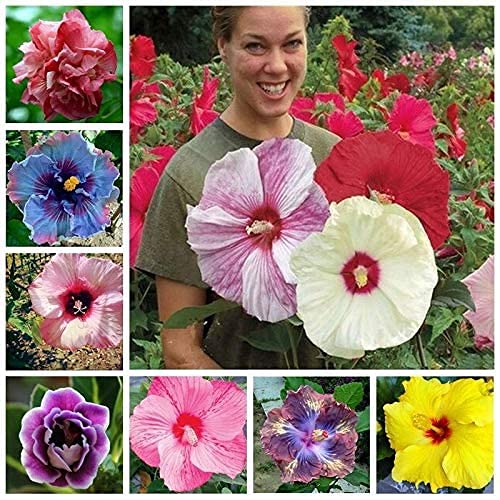 100 Pcs Mixed Hibiscus Seeds Giant Flowers Perennial Flower  Ships from Iowa USA
