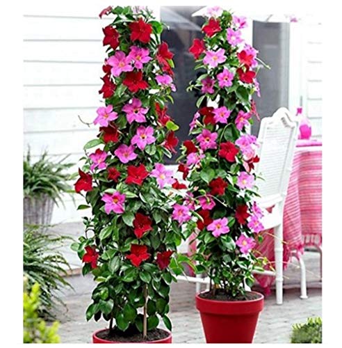 100pcsbag Hibiscus Seeds Climbing Plant Perennial Indoor Flowering Plants Seeds Ornamental Plant Seeds for Home Garden