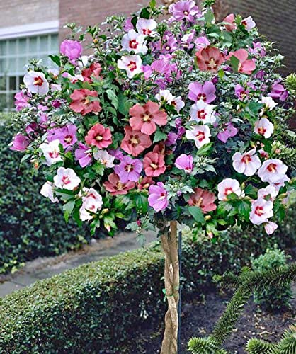 50 Rose of Sharon Flower Seeds for Planting  Beautiful Multicolor Hibiscus Seeds  Giant Perennial Flower  Ships from Iowa USA