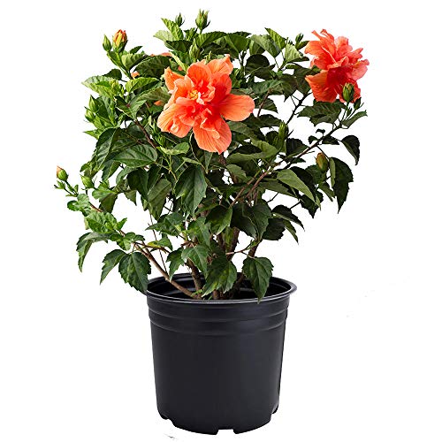 AMERICAN PLANT EXCHANGE Hibiscus Live Plant 3 Gallon Double Peach Bloom