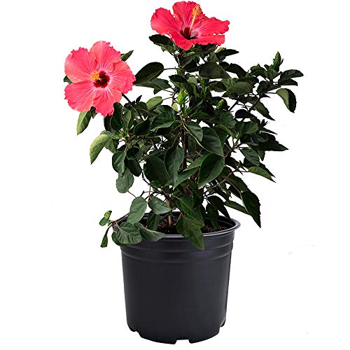 AMERICAN PLANT EXCHANGE Hibiscus Live Plant 3 Gallon Pink Bloom