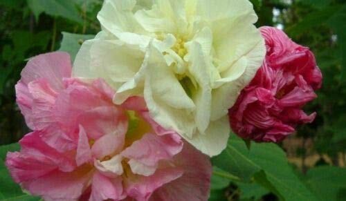 Double Confederate Rose  Heirloom Perennial Hibiscus (05 Gram (115))  (BB)