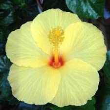 Fresh Seeds  20 Light Yellow Hibiscus Seeds Flowers Flower Seed Perennial Bloom