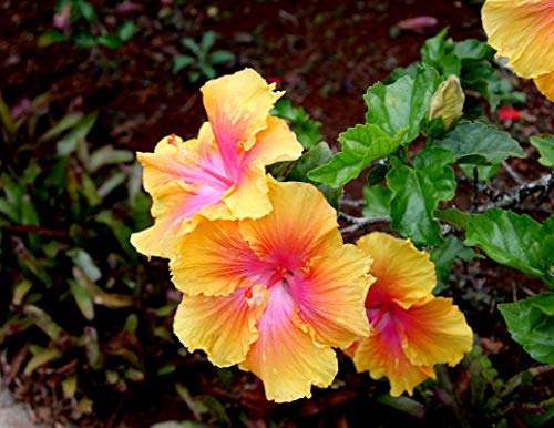 Gbrand 100 Rare Hibiscus Seeds Flower Garden Home Perennial Plants