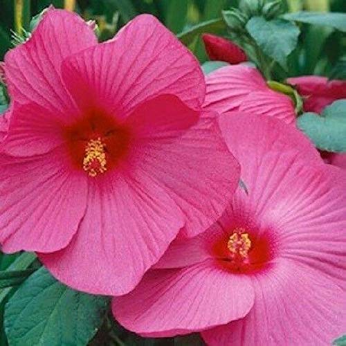 Hibiscus Seeds Luna Rose Hardy Hibiscus 15 Seeds (Perennial Seeds)  MB Garden Decoration