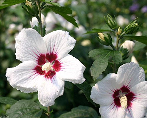 Hibiscus syriacus Red Heart20 SeedsBloom summer to FallCold HardyPerennial